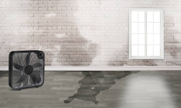 Best Water damage contractors near me  in South Fulton, TN